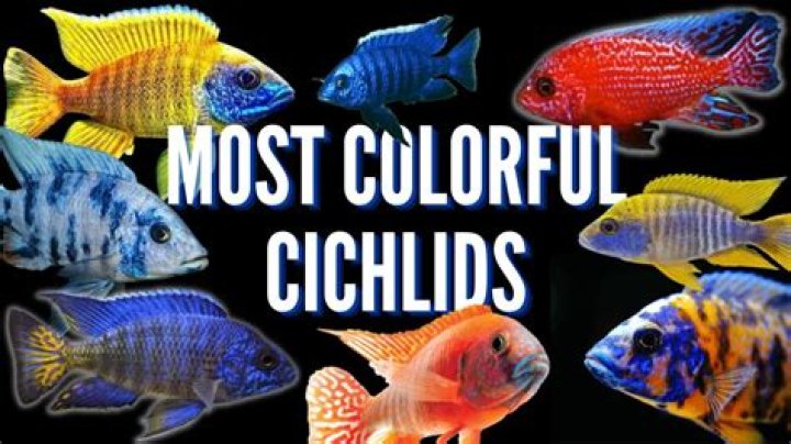 How long does it take for a peacock cichlid to mature?