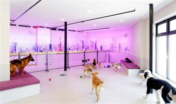 How much is Doggy Daycare NYC?