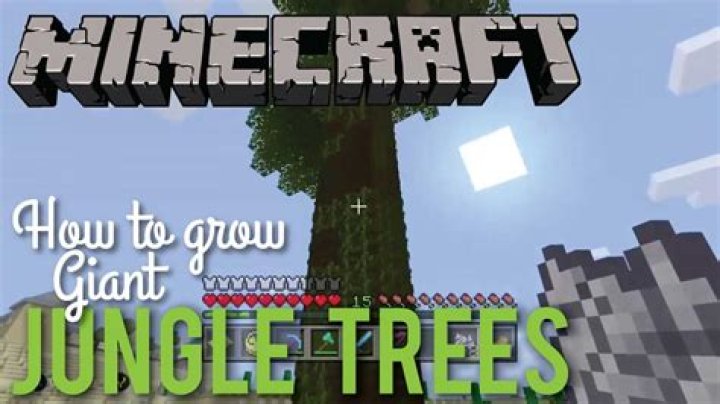 How to grow a big jungle tree in minecraft