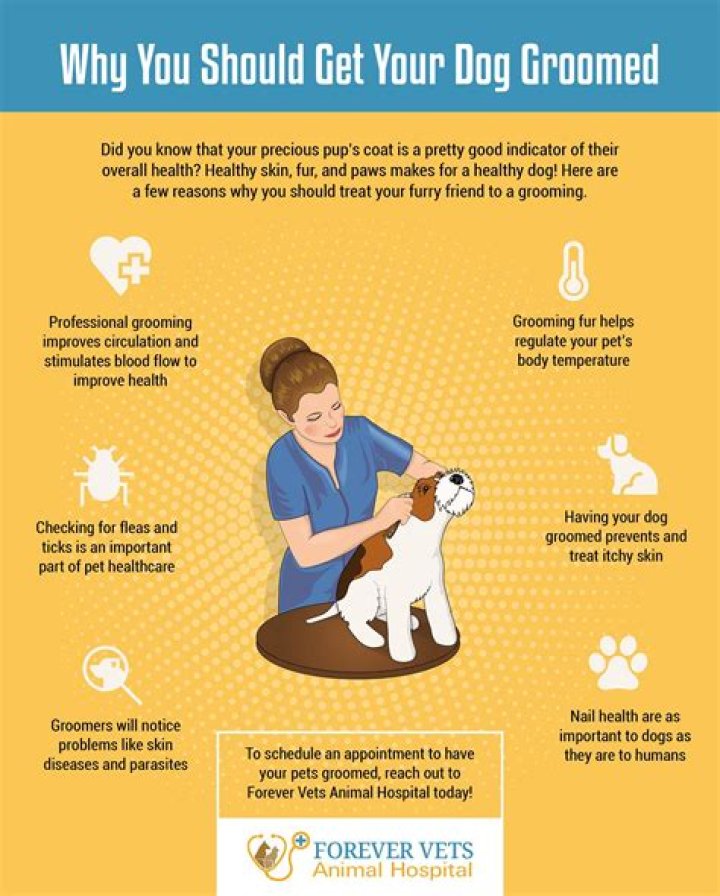 When should a husky be groomed?